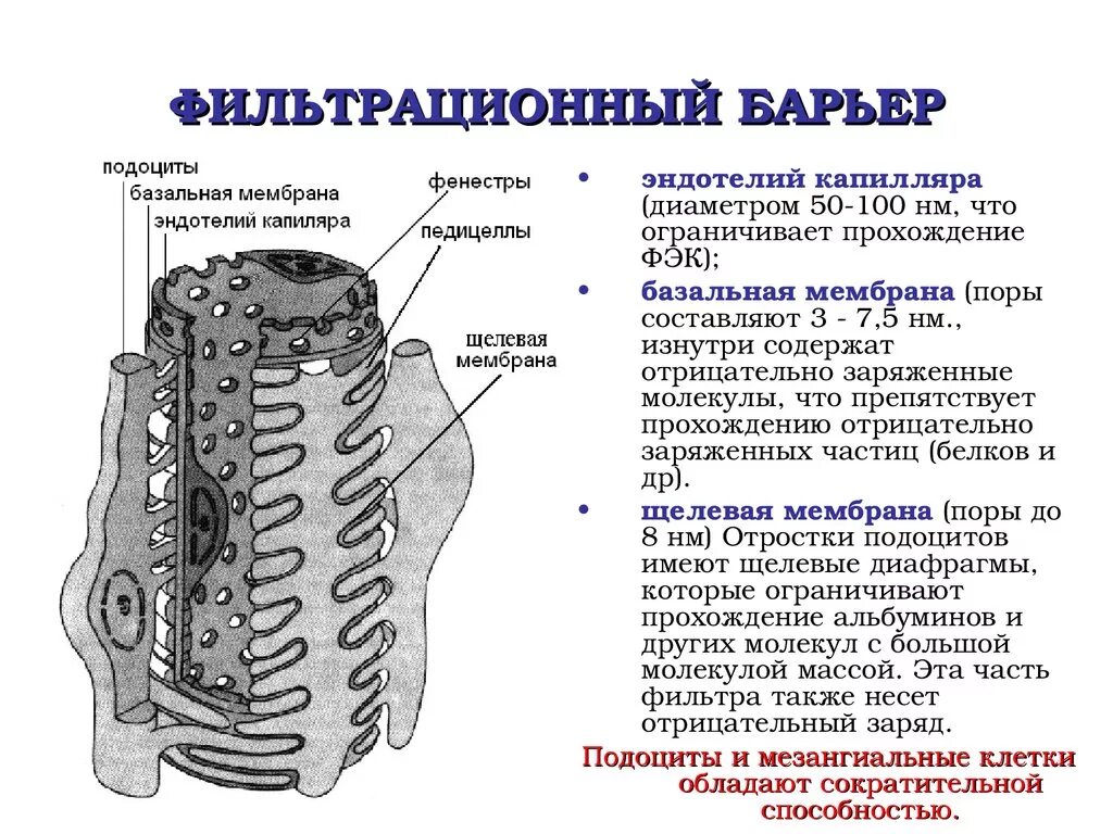 Строение мембраны почки. Фильтрационный барьер почки функции. Фильтрационный барьер почки гистология. Строение базальной мембраны почки. Базальная мембрана функции