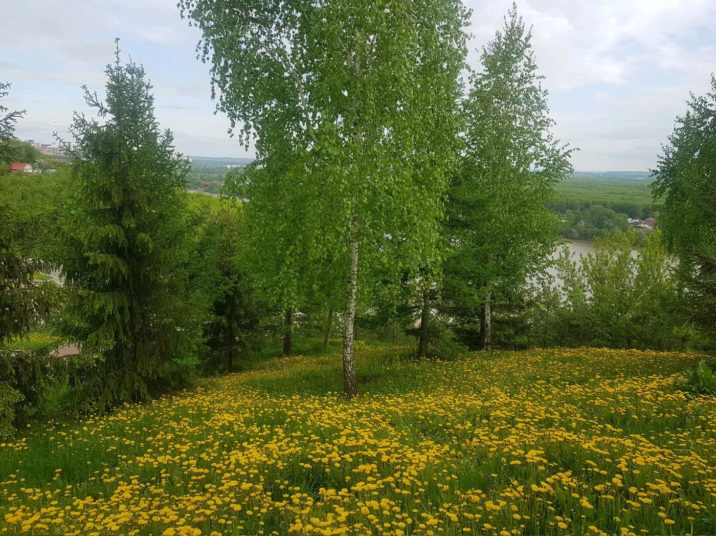 Поляна солнце. Природа одуванчики. Антемис солнечная поляна. Березовая роща солнечная поляна. Поляна одуванчиков.