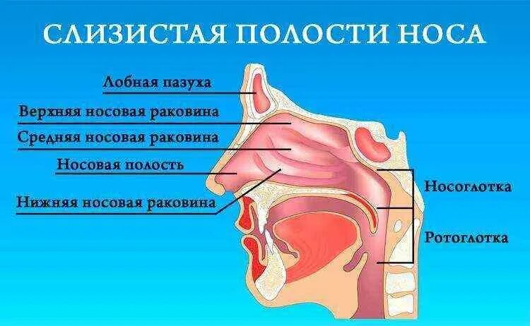 Носовой проход отделен от ротовой полости твердым. Нос носоглотка гортань строение. Слизистой оболочки носа. Слищистаяоблочка ноча.