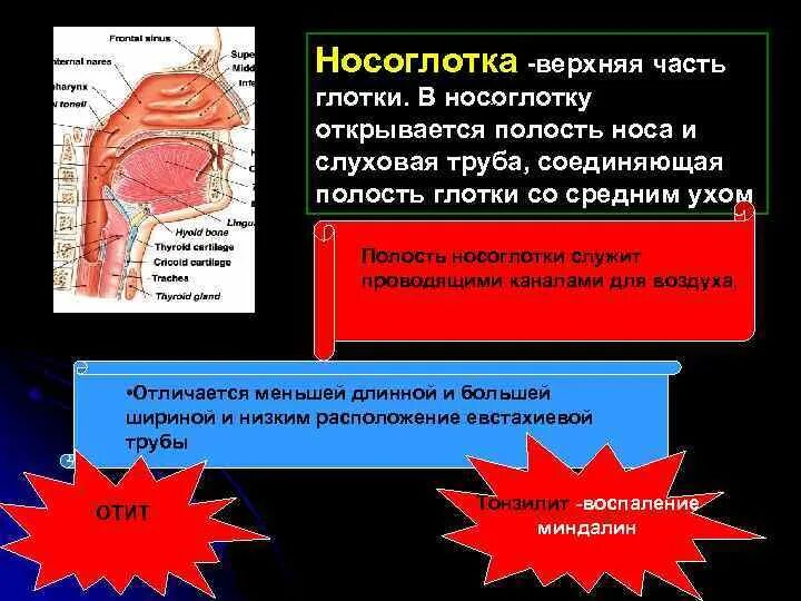 Какой процесс называется дыханием. Какой процесс называется дыханием