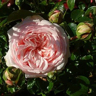 Roses awaken