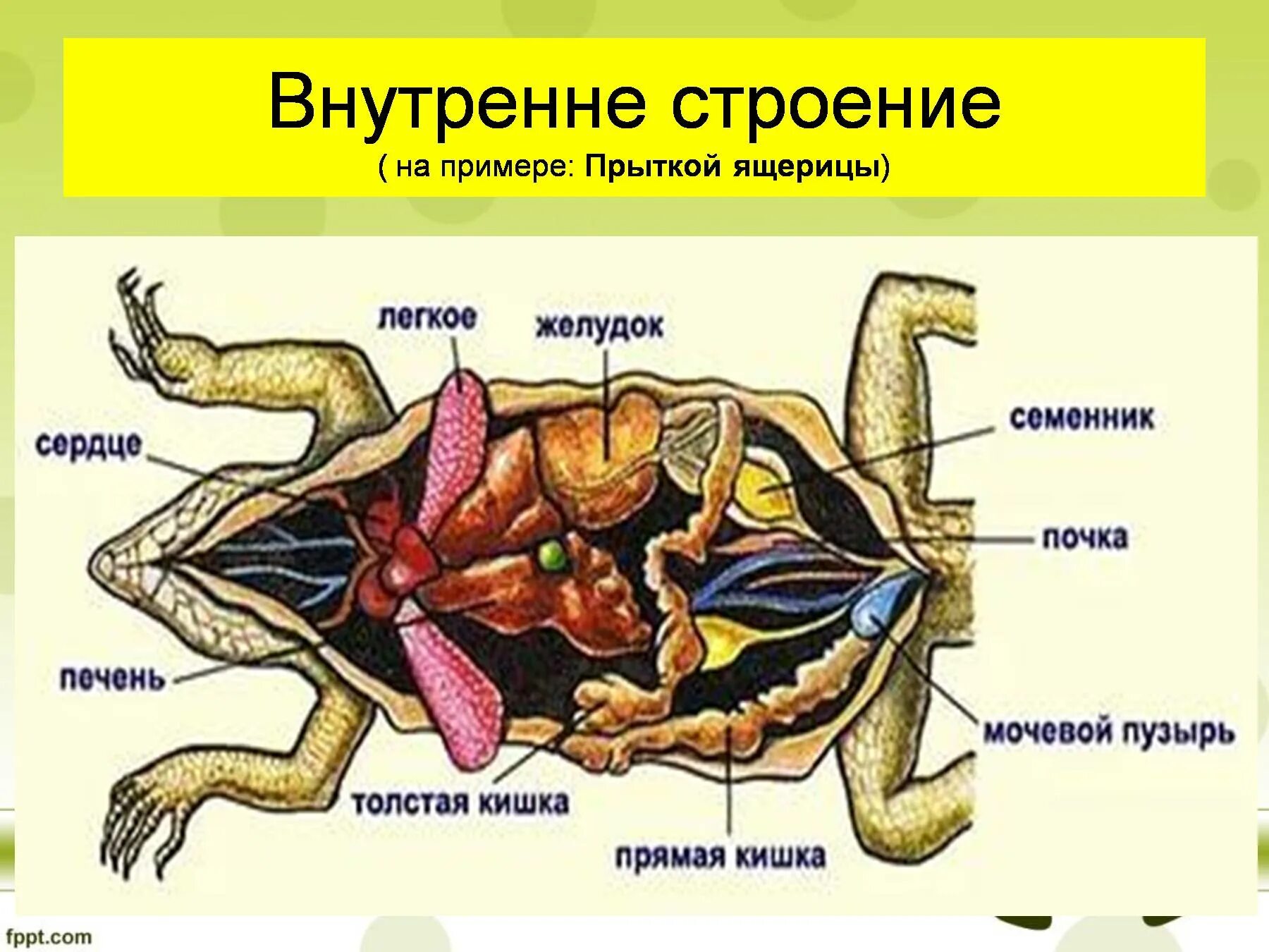 Железы ящериц. Пресмыкающиеся внутреннее строение 7 класс биология. Внутреннее строение ящерицы 7 класс биология. Внешние и внутреннее строение пресмыкающихся биология 7 класс. Пресмыкающиеся внутреннее строение 7.