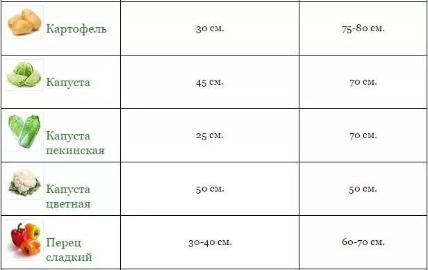 На какую глубину сажать капусту. Схема высадки рассады капусты в открытый грунт. Схема посадки капусты в открытый грунт рассадой. Схема посадки рассады капусты белокочанной в открытом грунте. Схема высадки цветной капусты в открытый грунт.