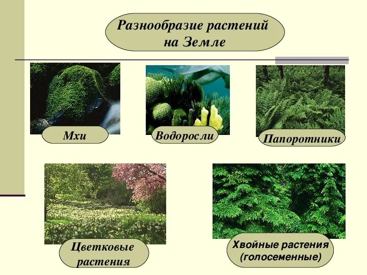 Разнообразие растений на земле. Многообразие растений. Растение и их разнообразие. Как называется данная группа растений группа 1