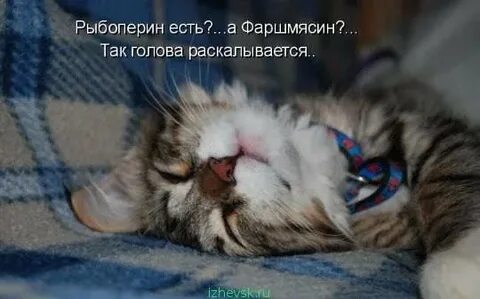 До нее как будто спал. До нее как будто спал. Смешные картинки с подписями. Прерывистый сон. До нее как будто спал.