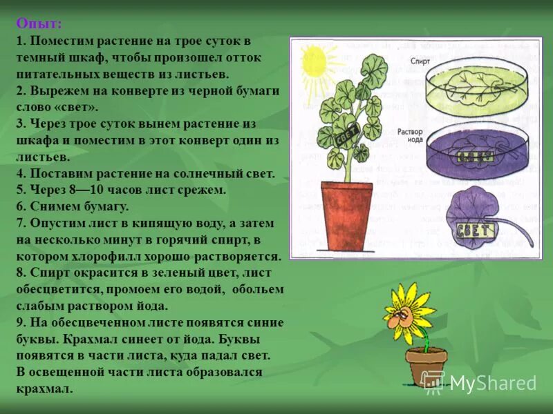 Опыт с пеларгонией фотосинтез биология 6 класс. Образование крахмала в листьях растения биология 6 класс. Опыты с растениями. Эксперименты с растениями.