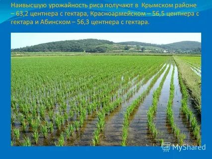 Чеснок урожайность га