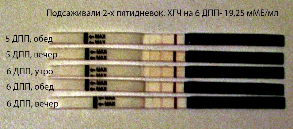 ХГЧ на 6 ДПП. 7 ДПП пятидневок. ХГЧ на 9 ДПП пятидневок. 4 ДПП пятидневок. Перед переносом тянет живот