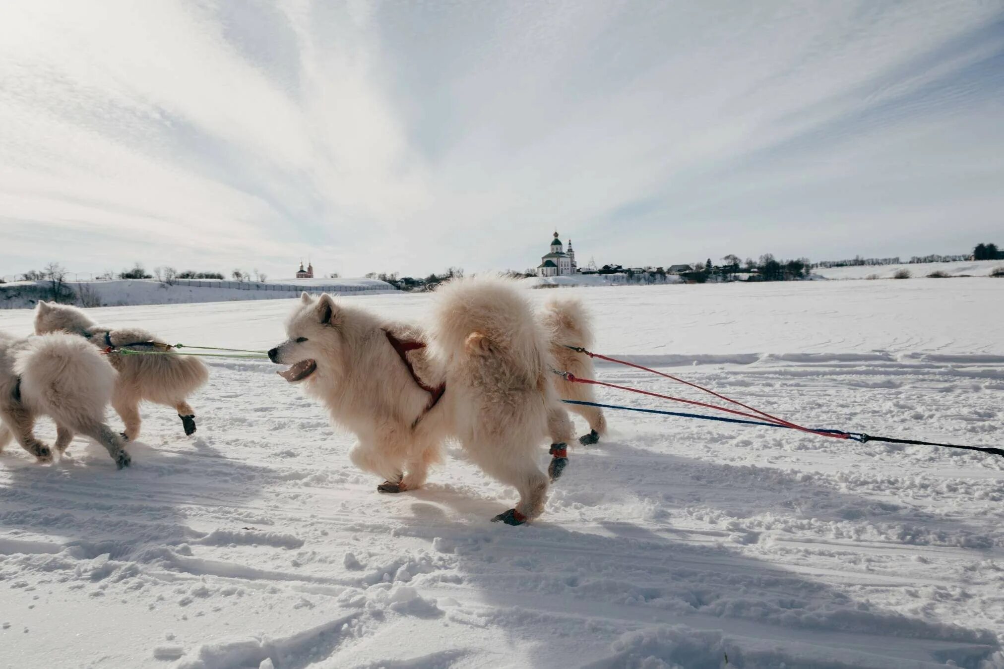 Крупный белый ездовой шпиц родом из сибири