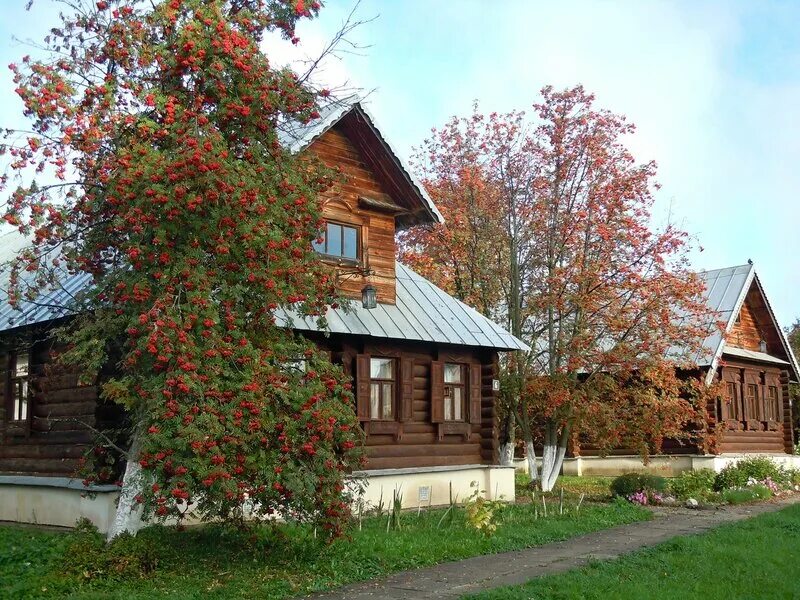 рябина возле дома. рябина дуболистная дерево. рябина возле дома. рябина обыкновенная кустовая. рябина возле дома.