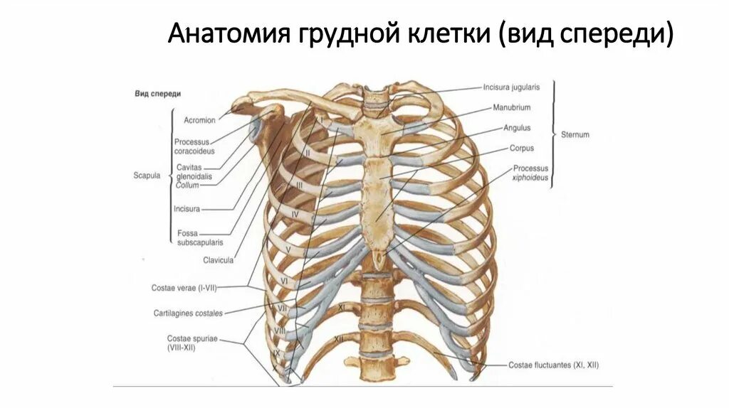 Скелет человека грудная клетка ребра. Грудная клетка анатомия 10 ребро. Кости ребра грудина позвонки. Грудная клетка вид сбоку анатомия. Строение скелета грудины человека.