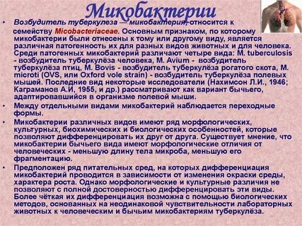 Микобактерии туберкулеза относятся