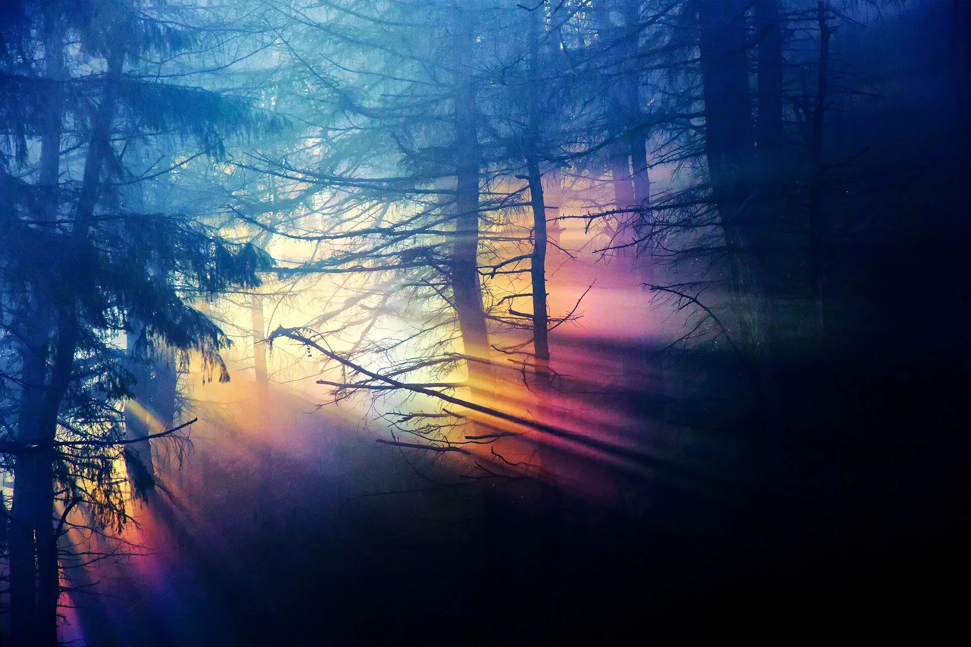 Закат в лесу. Лес в тумане. Солнце сквозь лес. Атмосферный фон. Наугад в темноту