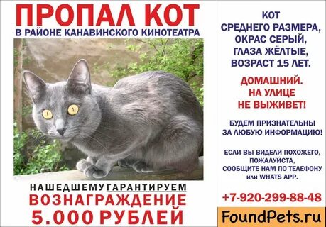 Что делать если потерялся котенок