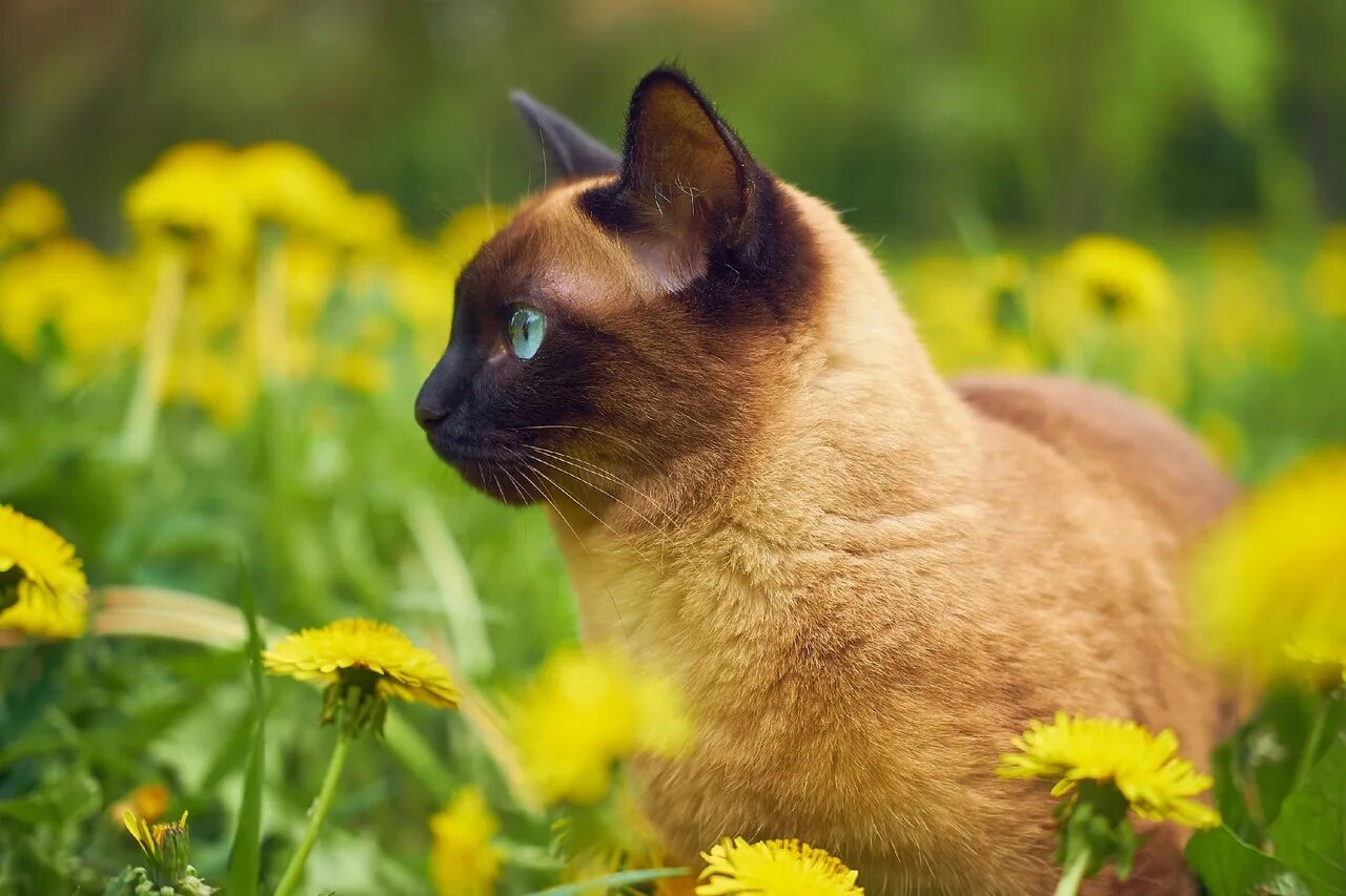 Кошечка желтая. Сиамская кошка рыжая. Кошка на природе. Сиамская кошка на природе. Одуванчики и животные.