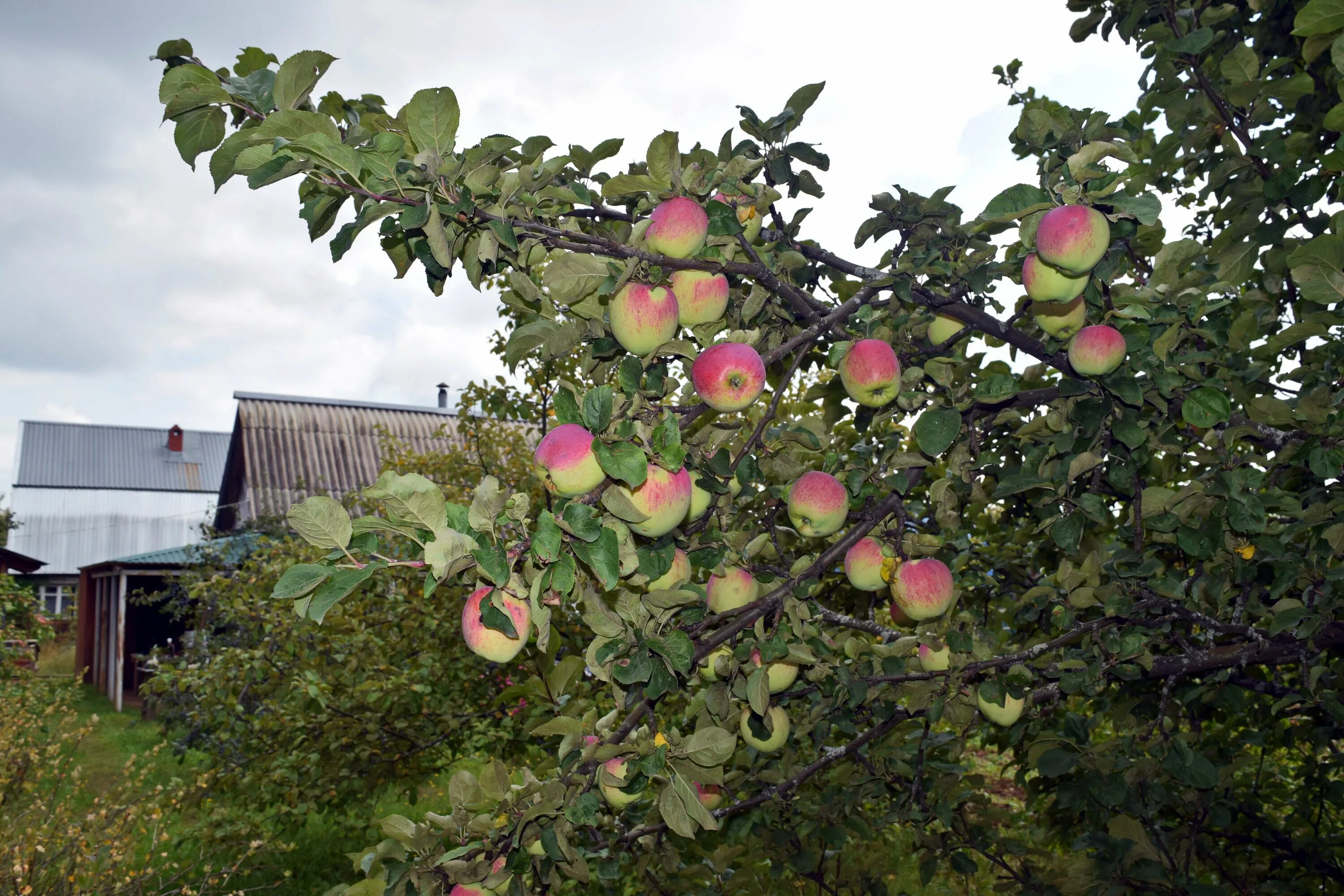 Яблонька дача. Яблоня в огороде. Яблоня на даче. Яблоки на даче. Вызревают.