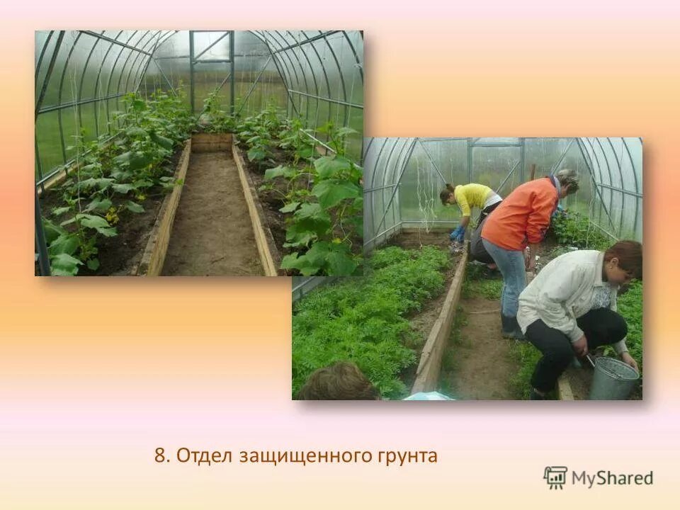 Какую территорию овощеводы называют защищенным грунтом. Виды защищенного грунта. Какую территорию овощеводы называют защищенным грунтом. Парники защищенного грунта. Какую территорию овощеводы называют защищенным грунтом.