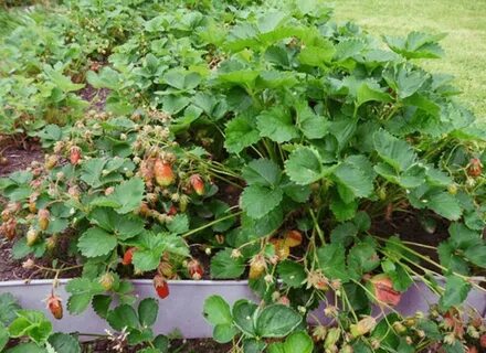 Клубника купчиха куст