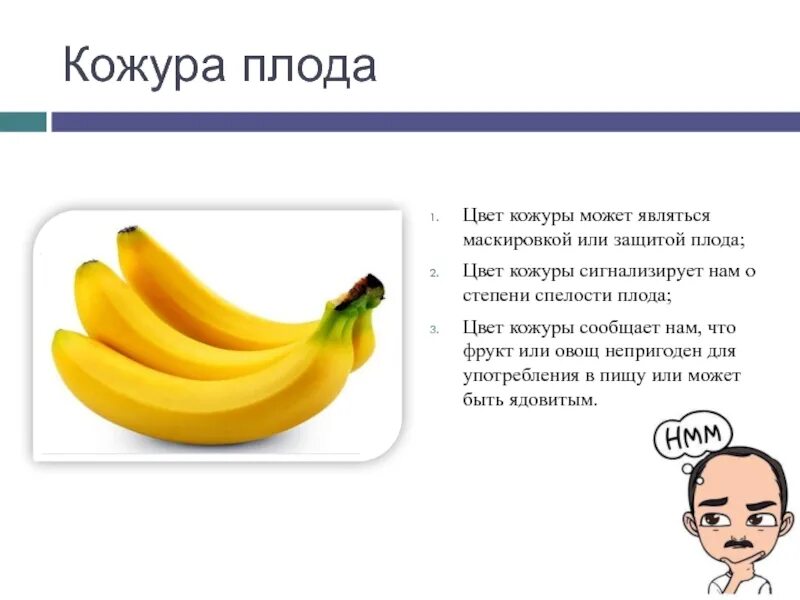 Кожура плодов. Значение кожуры. Кожуру можно есть. Плод банана из чего состоит кожура и. Remember кожура.