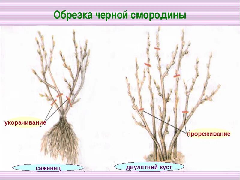 Как подрезать смородину весной. Схема обрезки смородины осенью. Обрезка чёрной смородины весной схема. Схема обрезки черной смородины. Схема обрезки черной смородины весной.