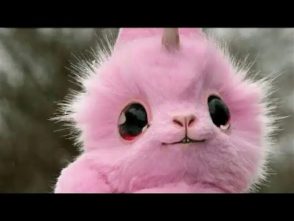 Картинки розовых животных Flamingos! Fun Flamingo Facts for Kids YouTube