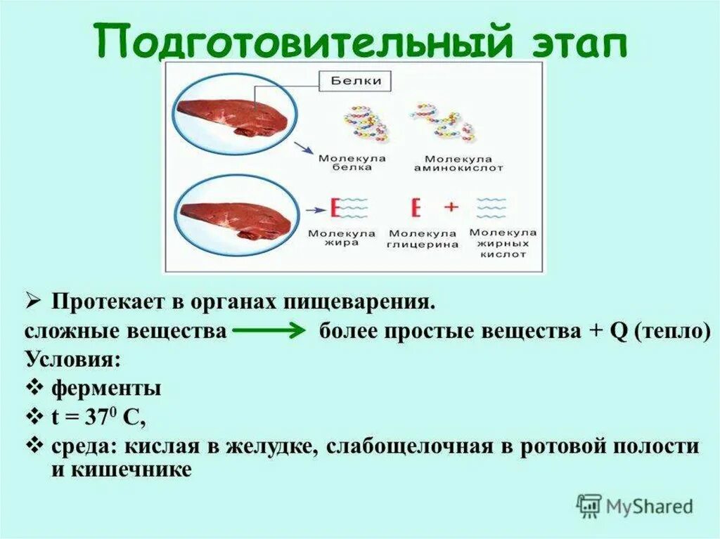 Вещества образующиеся при обмене веществ. Этапы обмена веществ и энергии в организме. обмен веществ и превращение энергии в клетке. стадии обмена веществ. этапы преобразования энергии в организме.