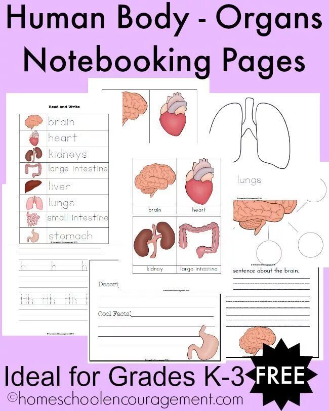 Organs Worksheet. Body Organs Worksheet. Human body Organs Worksheet. Organs Worksheets for Kids.