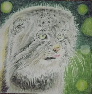 Нарисовать кота манула