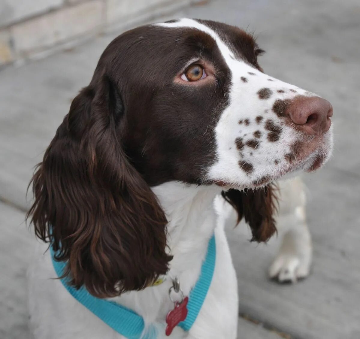 Английский спрингер-спаниель. Кокер спаниель спрингер. Вельш кокер спаниель. Английский спрингер-спаниель. Спрингер спаниель фото.