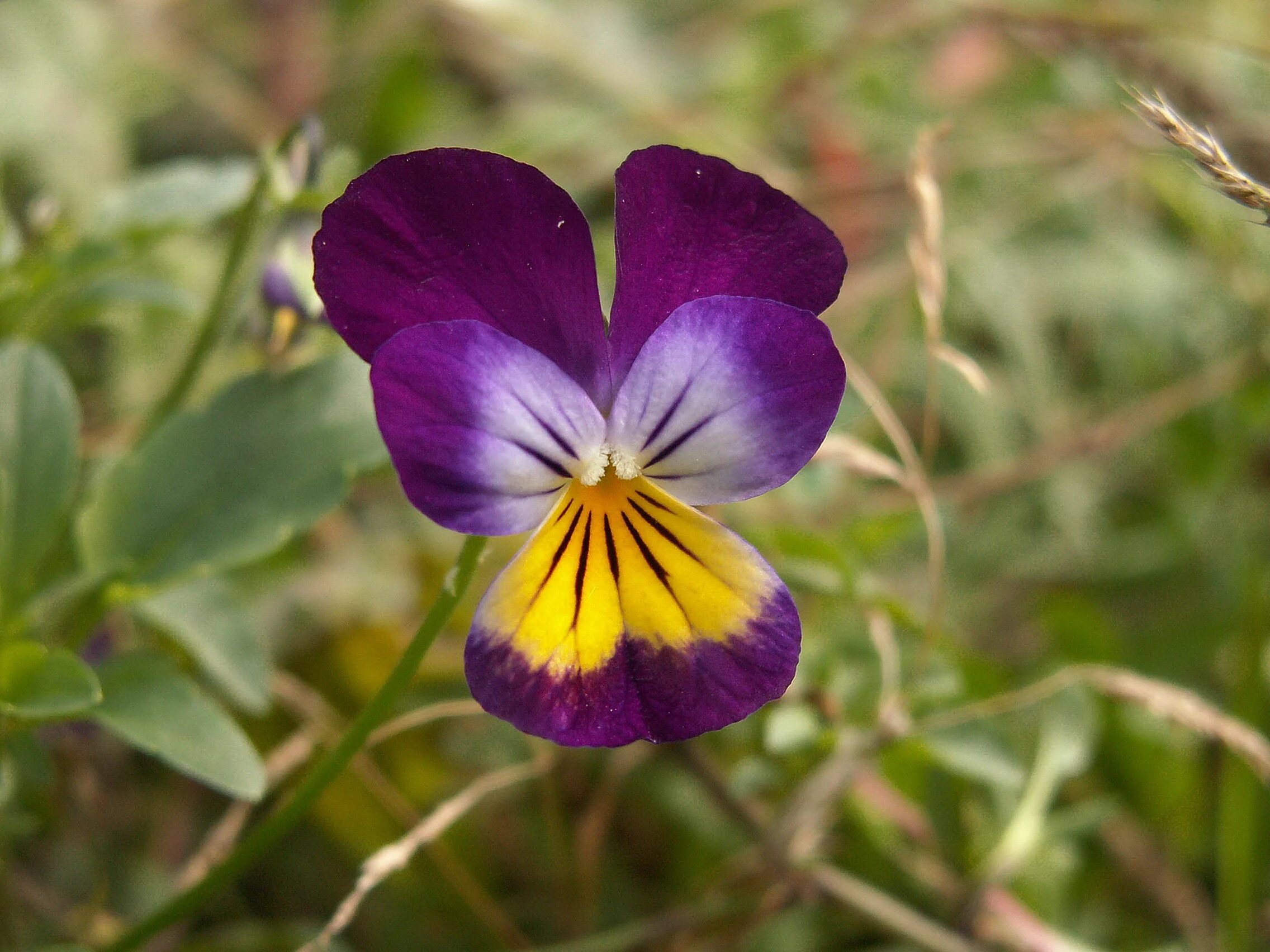 Анютины глазки, виола трехцветная. Фиалка трехцветная полевая. Viola tricolor l. Виола трехцветная. Анютины глазки, виола трехцветная.