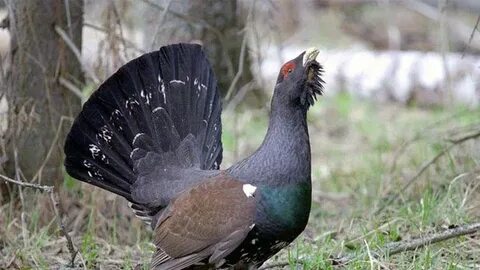 Брачная поляна глухарей 8 букв сканворд