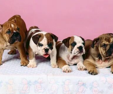 Des chiens