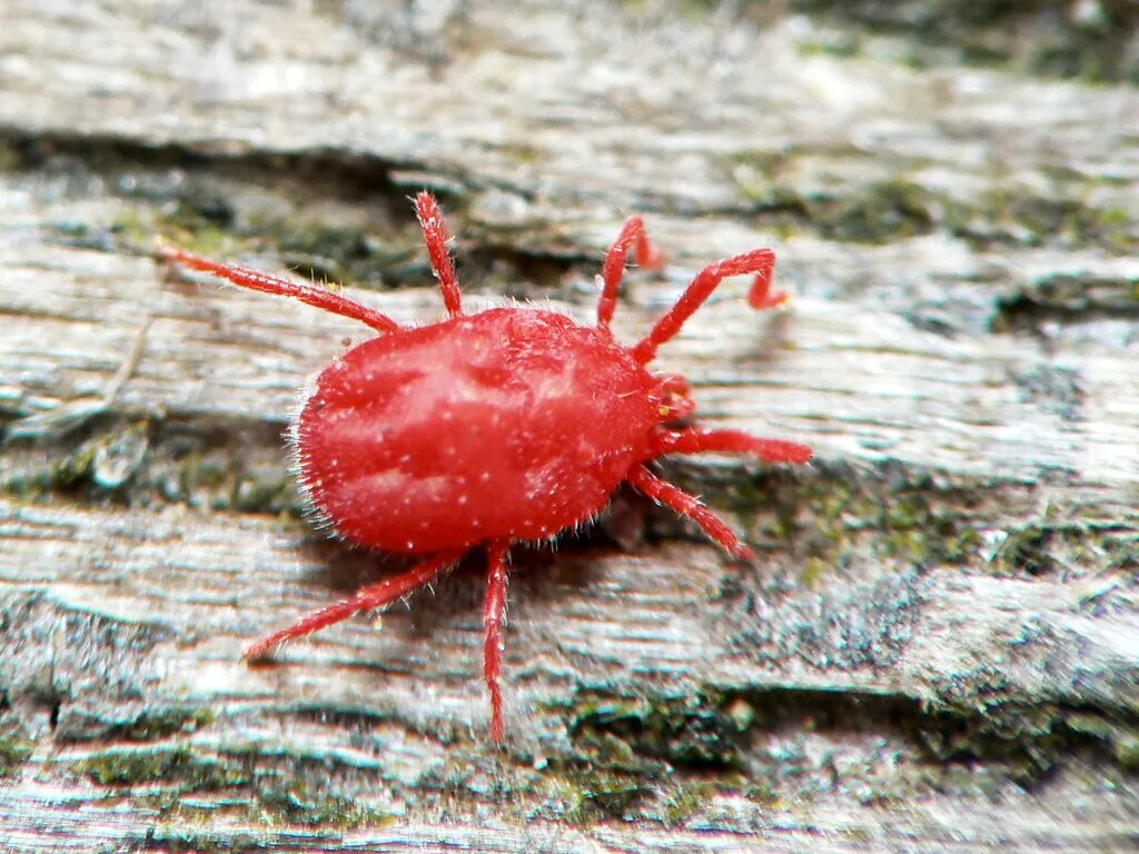Ред спайдер. Ред Спайдер паук. Паутинный клещ красный паучок. Красный паук деньгопряд. Маленький красный паучок.