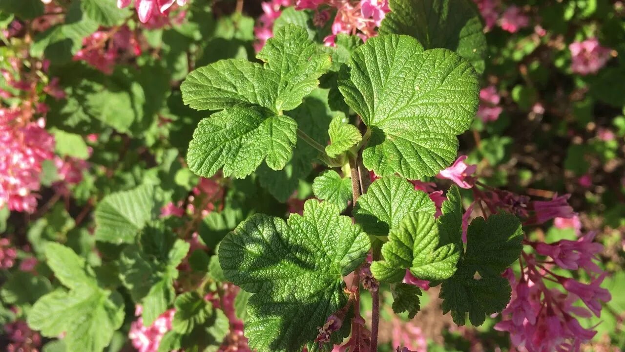 Смородина кроваво красная. Смородина кроваво-красная Пулборо Скарлет. Ribes sanguineum 'Pulborough Scarlet'. Смородина Пулборо Скарлет. Смородина кроваво-красная King Edward VII.