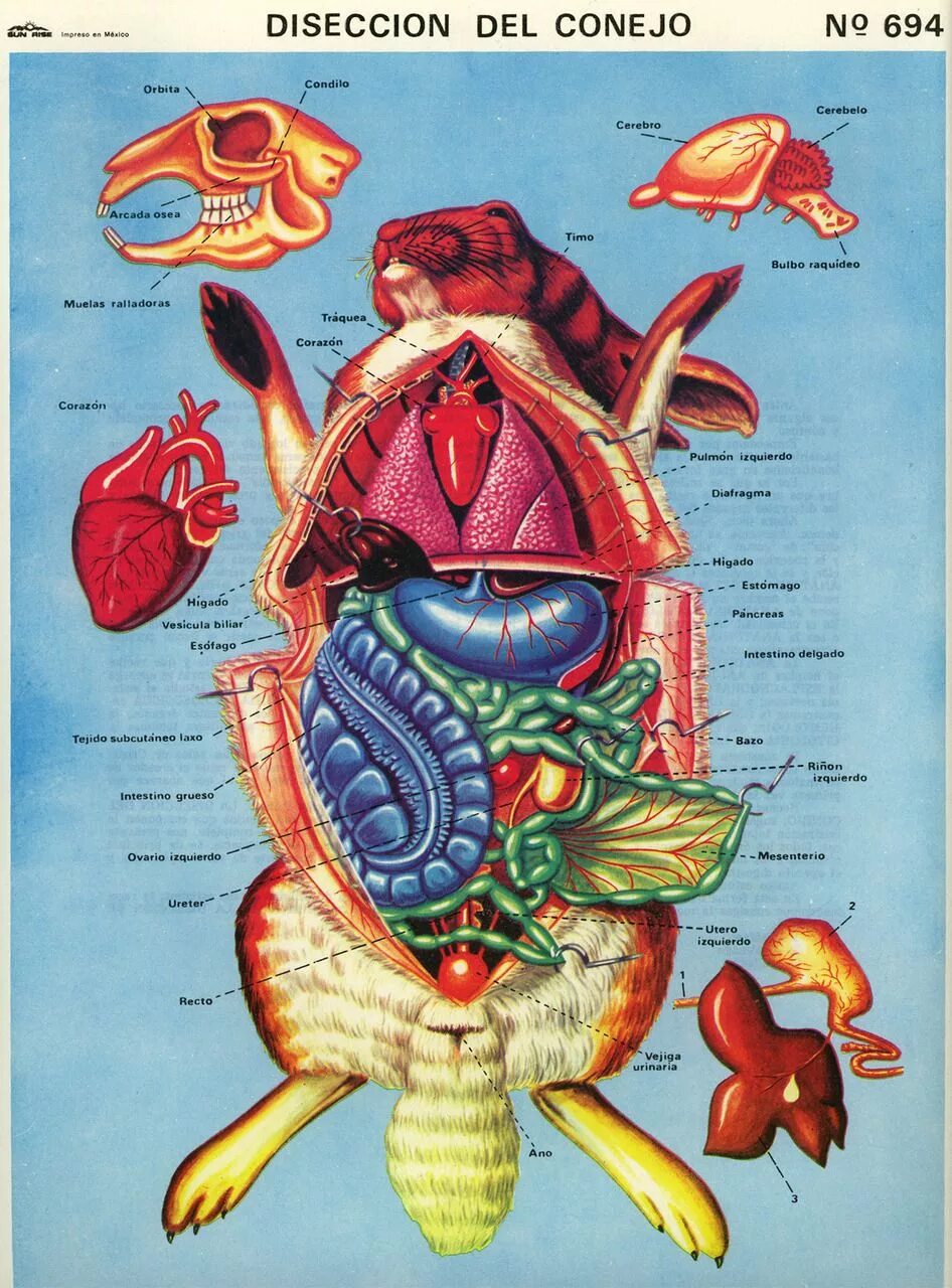 Внутреннее строение кролика. Анатомия кролика органы. Анатомия млекопитающего кролика. Заяц строение внутренних органов. Строение кролика анатомия.