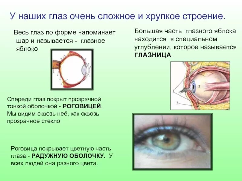 Глаз мир 4. Глаз презентация 4 класс. Глаза для презентации. Сообщение о глазе человека. Орган зрения презентация 4 класс.