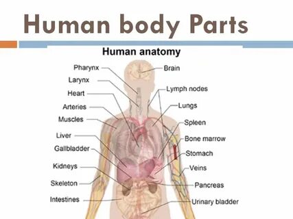 What parts does the body consist of