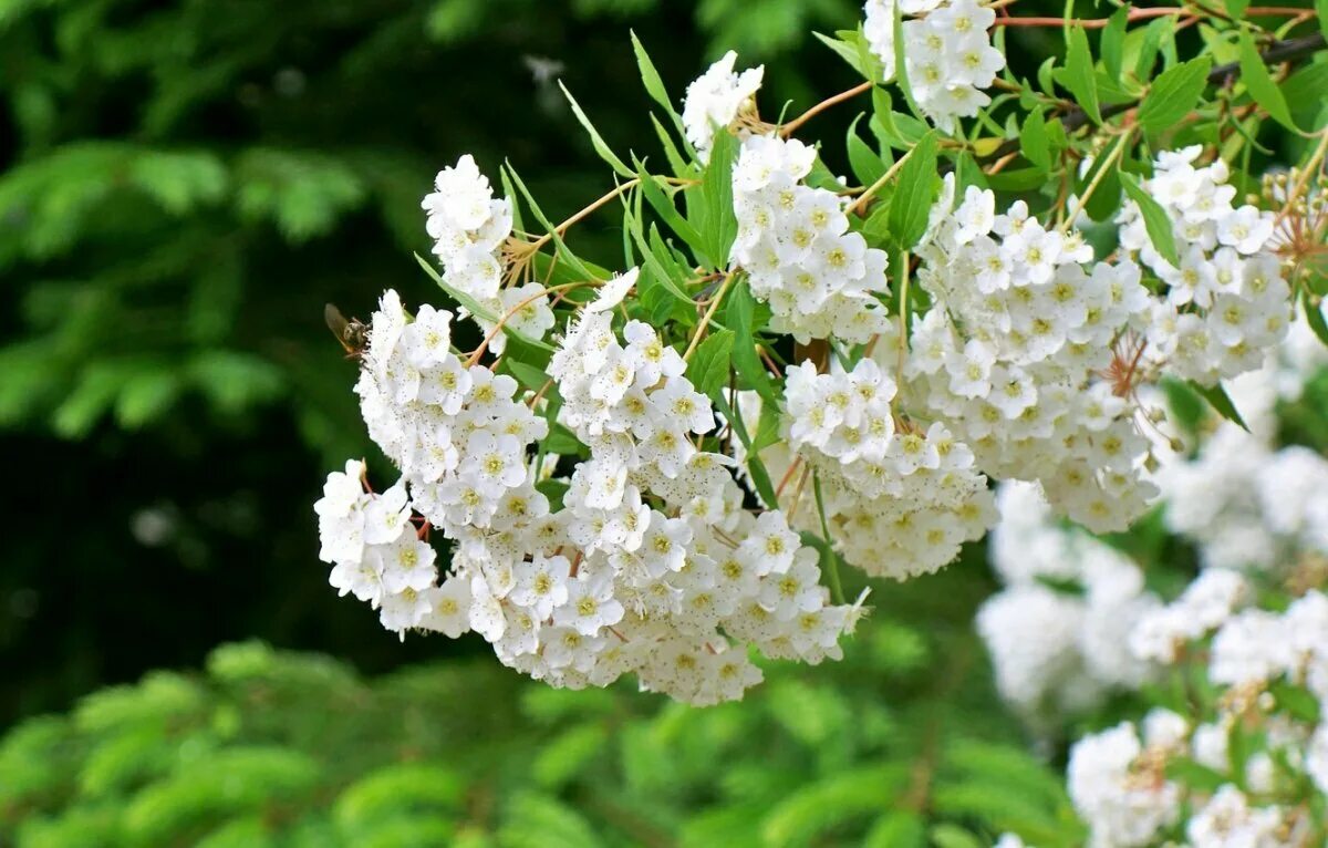 Спирея весной. Спирея весеннецветущая. Майский куст спирея. Спирея Кантонская. Спирея Вангутта цветение.