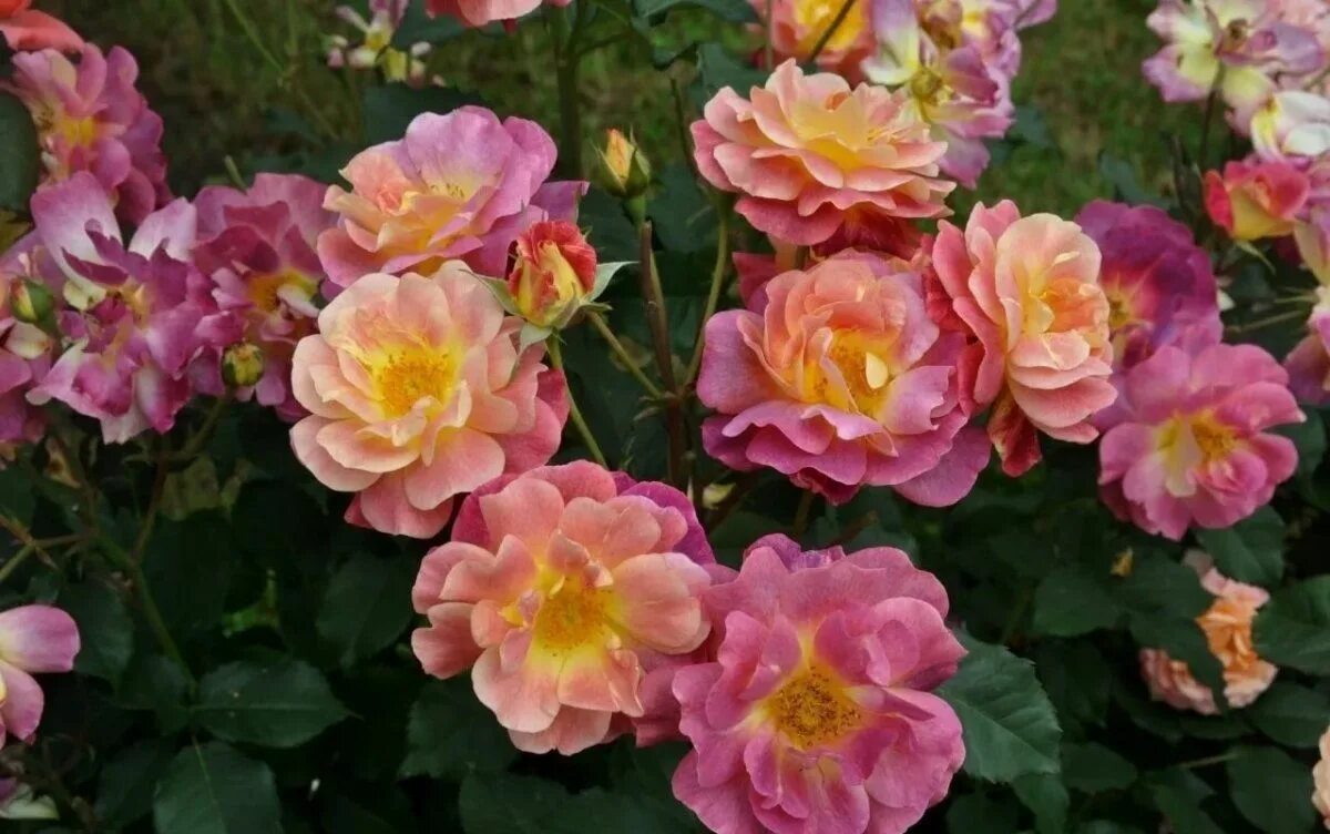 Роза шраб Вантило (Rosa Shrub Ventilo) ОКС осень 2024 - Питомник Летний сад