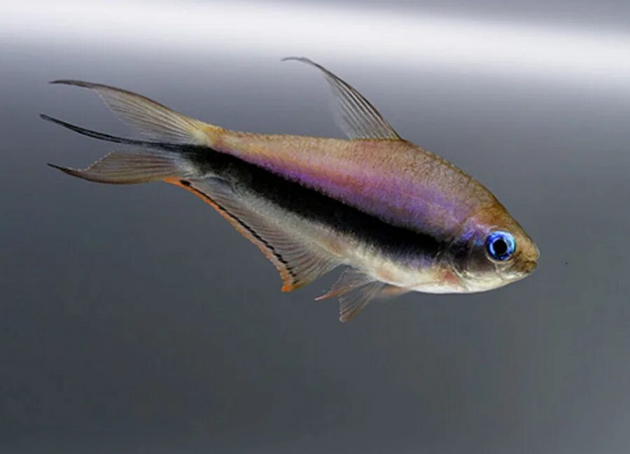 Тетра пальмери рыбка. Тетра императорская пальмери. Тетра пальмери рыбка. Тетра королевская пальмери черная. Тетра пальмери.