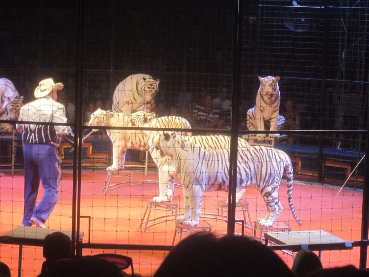 Цирк максимус. Цирк максимус. Цирк максимус. Цирк максимус акробаты. Цирк максимус.