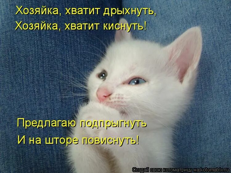 Значение слова хватит киснуть. Белый и пушистый. хватит дрыхнуть. белый и пушистый шутка. мягкий и пушистый.