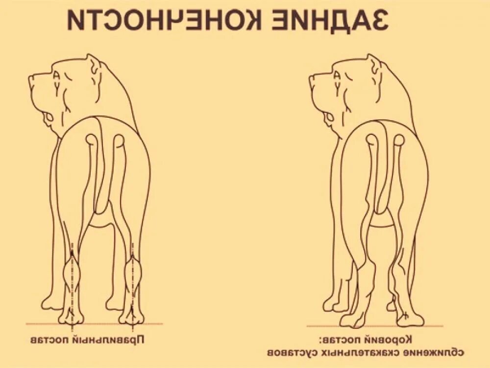 Без задних ног значение. Собачий рахит симптомы. рахит задних лап у собак. рахит у собак крупных пород.