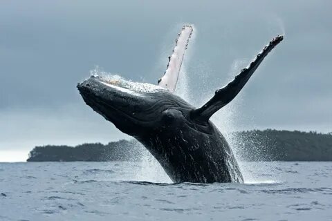 Картинки киты (55 фото) .