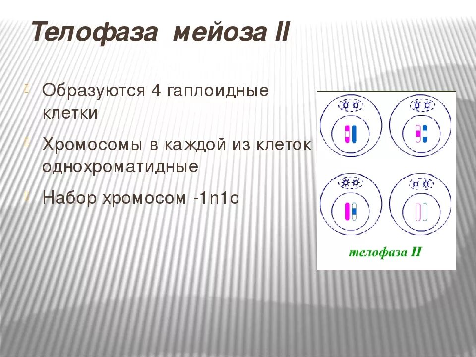 Мейоз 2 телофаза 2. Телофаза мейоза. Телофаза мейоза 1. Телофаза 1 образуются клетки.