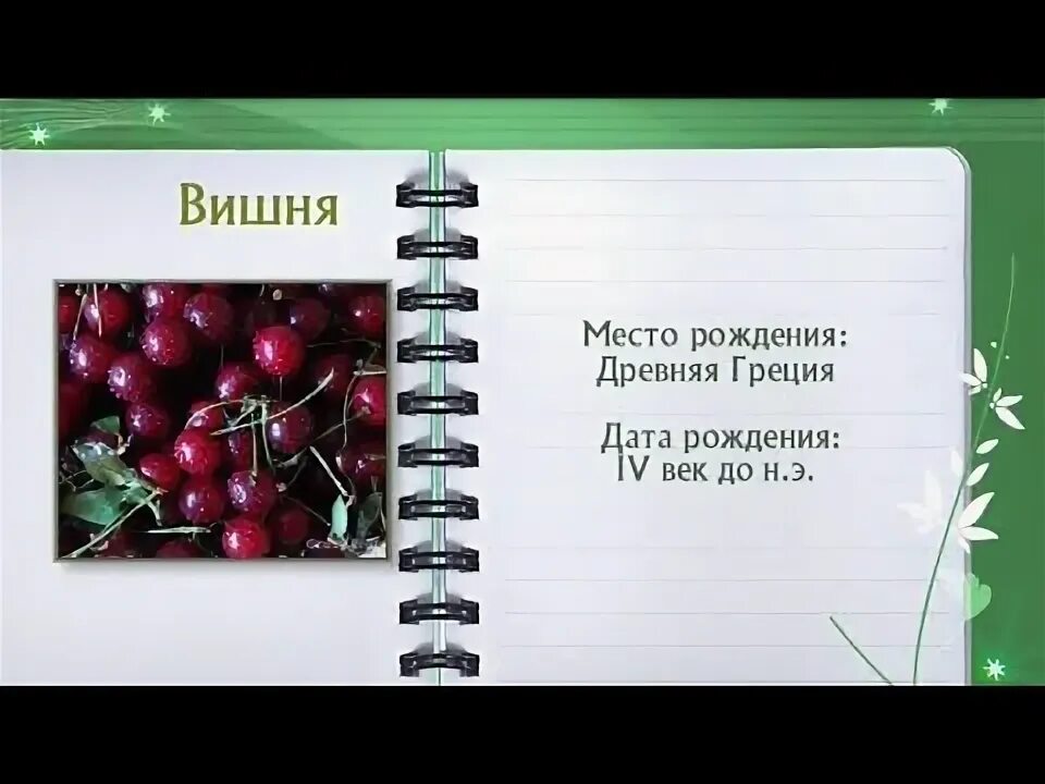 Вишня onlinetestpad он первый самый должен быть. Вишня энциклопедия. рэп про вишню.