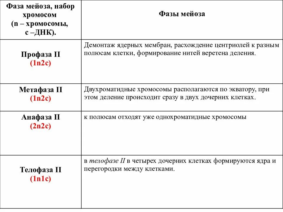 Фазы митоза набор хромосом. Фазы митоза набор хромосом