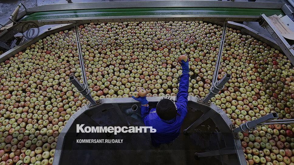Как быстро переработать яблоки