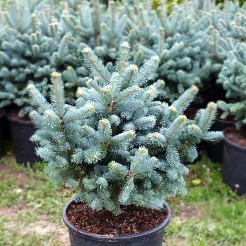 Пихта глаука компакта. Пихта глаука голубая. Пихта одноцветная глаука. Пихта блю бонне. Пихта субальпийская compacta.