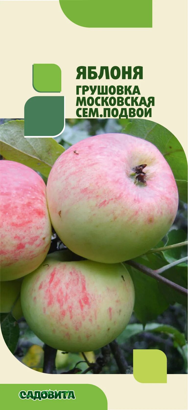 Совместные покупки - Нижний Новгород - Яблоня Грушовка Московская ранняя. Высота